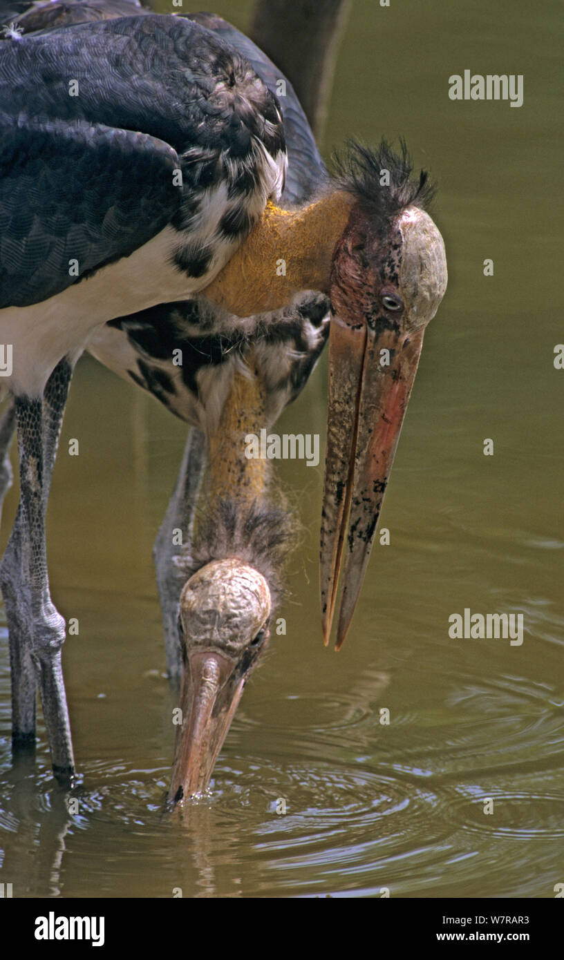 Lesser adjutant storks (Leptoptilos javanicus) feeding, Phnom Tamao Zoo ...