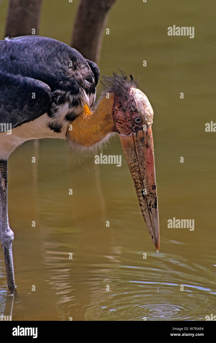 Lesser adjutant stork (Leptoptilos javanicus) Phnom Tamao Zoo and ...