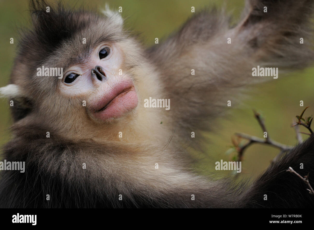 Yunnan Snub-nosed monkey (Rhinopithecus bieti) Ta Chen NP, Yunnan province, China Stock Photo