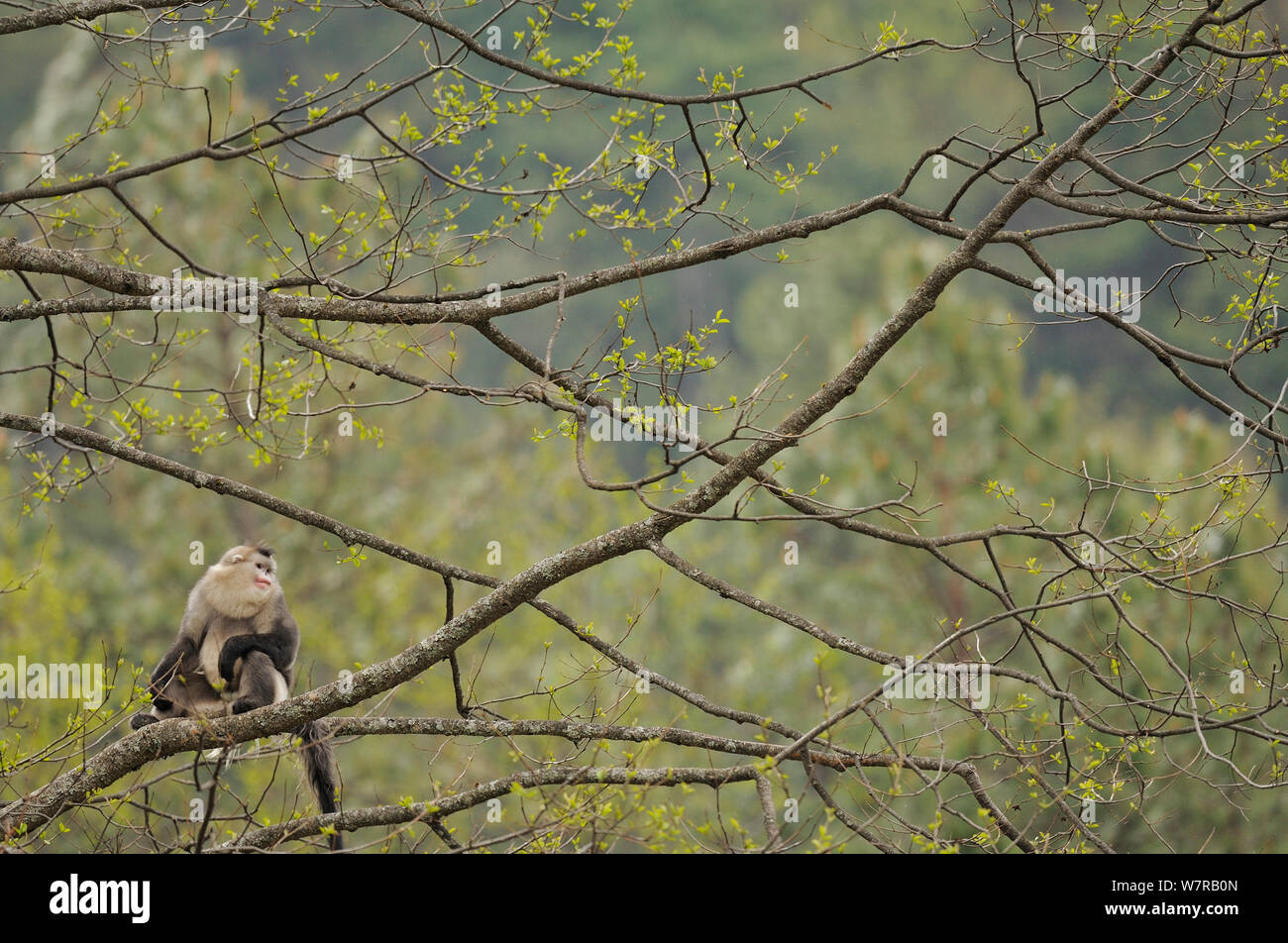 Yunnan Snub-nosed monkey (Rhinopithecus bieti) in tree, Ta Chen NP, Yunnan province, China Stock Photo