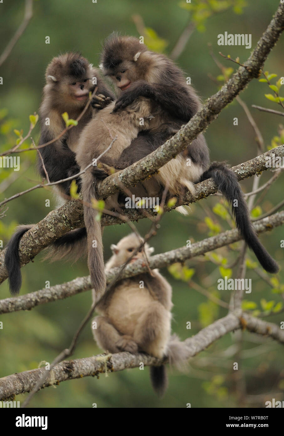 Yunnan Snub-nosed monkey (Rhinopithecus bieti) group, with two adults grooming a youngster, whilst another young one looks on, Ta Chen NP, Yunnan province, China Stock Photo
