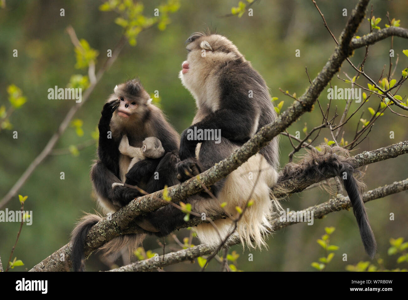 Yunnan Snub-nosed monkey (Rhinopithecus bieti) two adults and one baby sitting in tree, Ta Chen NP, Yunnan province, China Stock Photo
