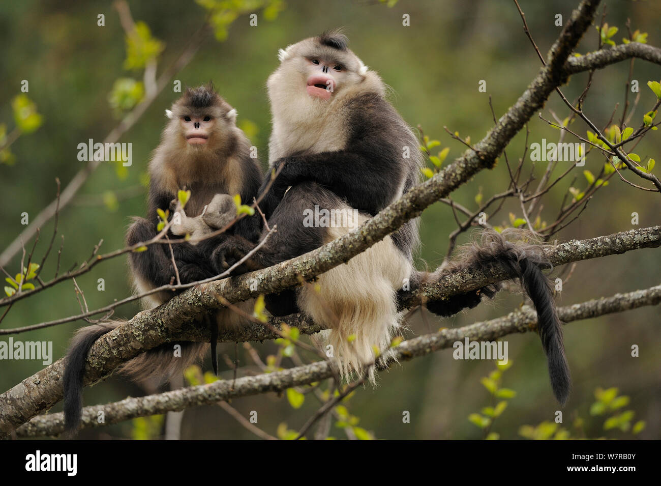 Yunnan Snub-nosed monkey (Rhinopithecus bieti) two adults, one with a baby, Ta Chen NP, Yunnan province, China Stock Photo