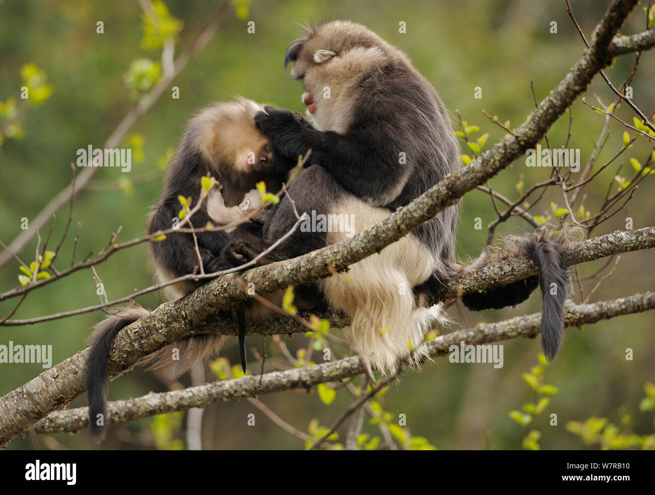 Yunnan Snub-nosed monkey (Rhinopithecus bieti) grooming a mother with a baby, Ta Chen NP, Yunnan province, China Stock Photo