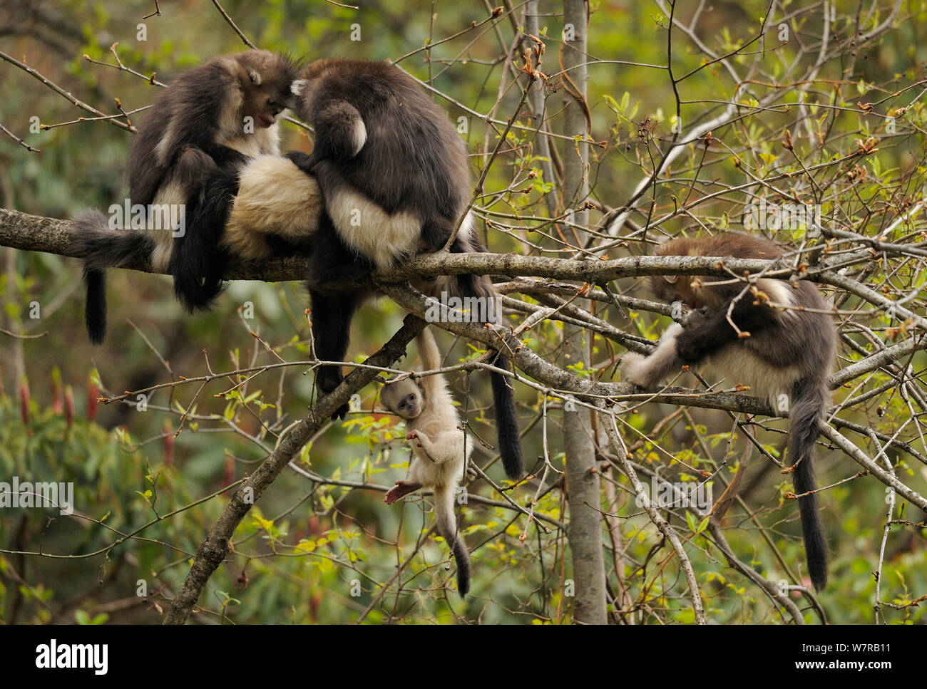 Yunnan Snub-nosed monkey (Rhinopithecus bieti) group with adults grooming, and a baby hanging from a branch, Ta Chen NP, Yunnan province, China Stock Photo