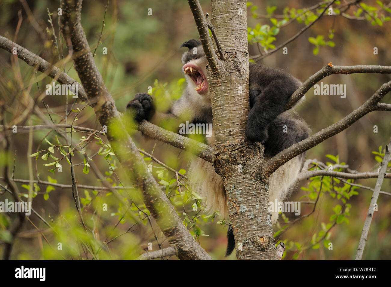 Yunnan Snub-nosed monkey (Rhinopithecus bieti) baring teeth, Ta Chen NP, Yunnan province, China Stock Photo