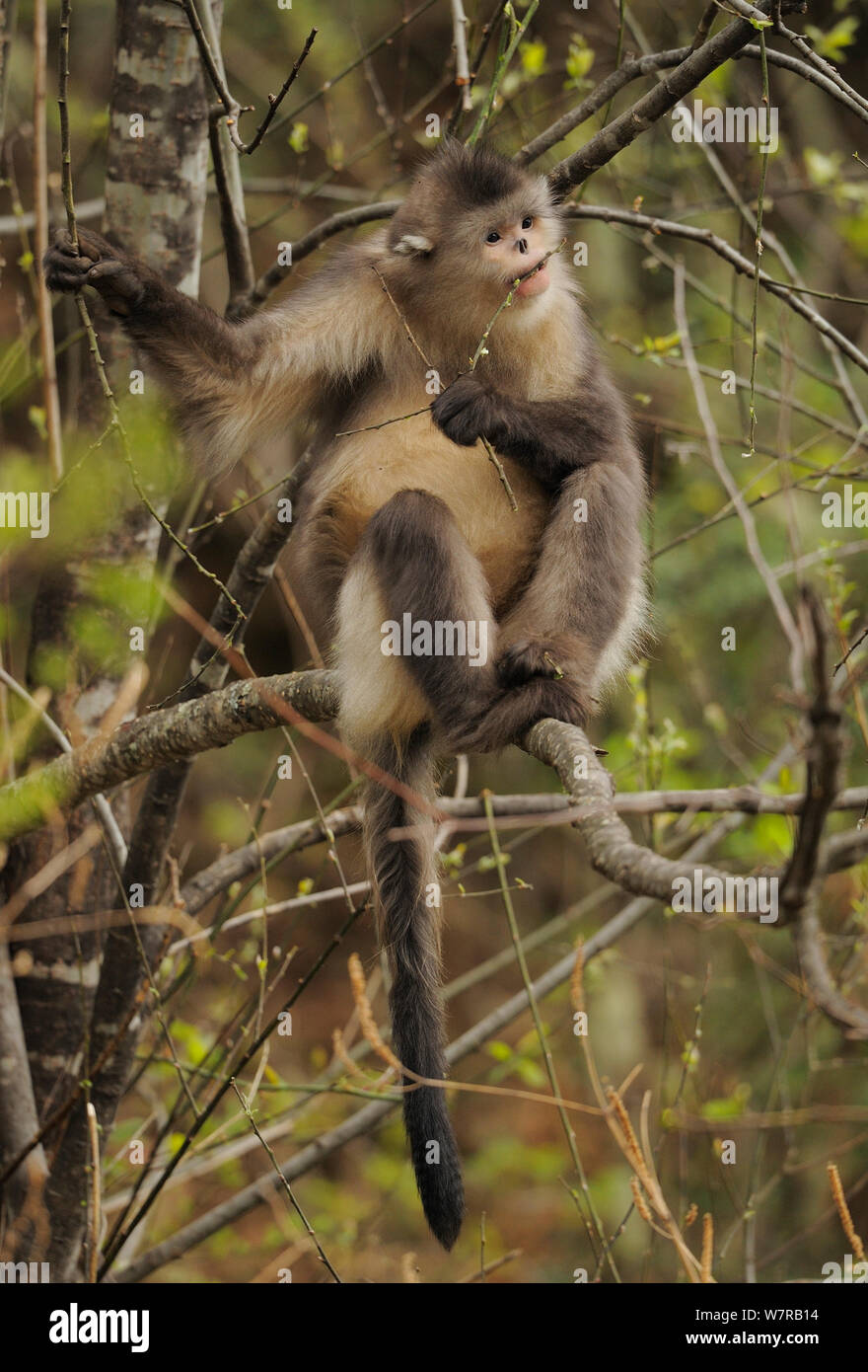 Yunnan Snub-nosed monkey (Rhinopithecus bieti) feeding, Ta Chen NP, Yunnan province, China Stock Photo