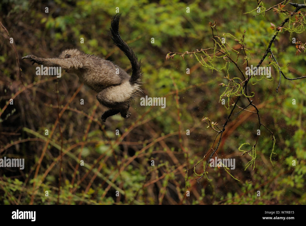 Yunnan Snub-nosed monkey (Rhinopithecus bieti) jumping from tree to tree, Ta Chen NP, Yunnan province, China Stock Photo