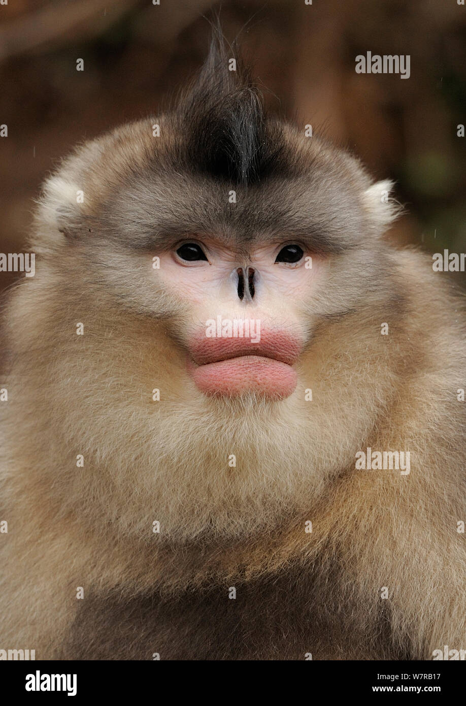 Yunnan Snub-nosed monkey,(Rhinopithecus bieti) portrait, Ta Chen NP, Yunnan province, China Stock Photo