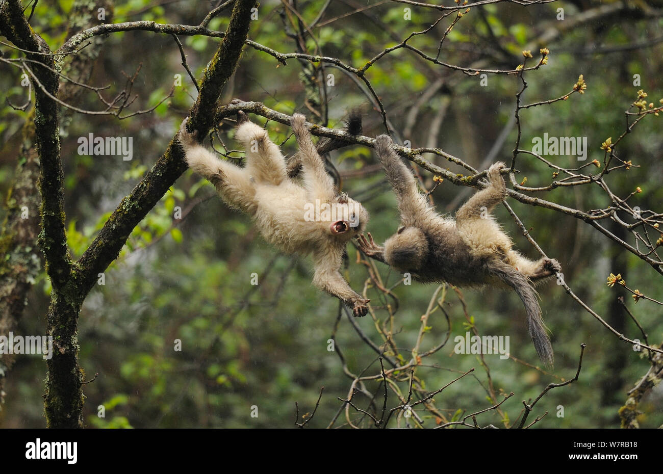 Yunnan Snub-nosed monkey (Rhinopithecus bieti) young ones interacting, Ta Chen NP, Yunnan province, China Stock Photo
