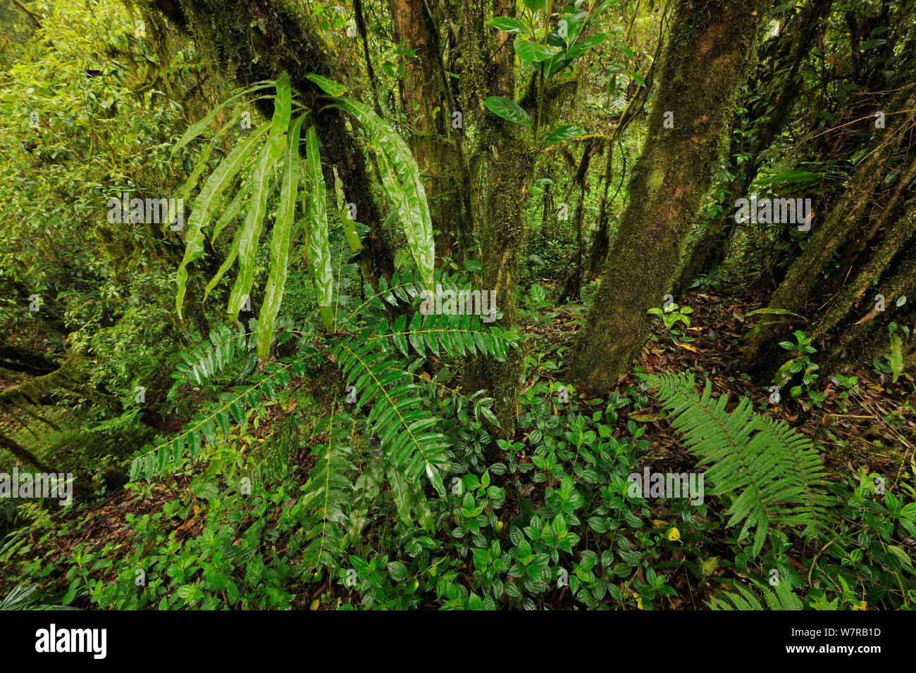 Subtropical rain forest, Gaoligongshan NP, Yunnan province, China Stock Photo