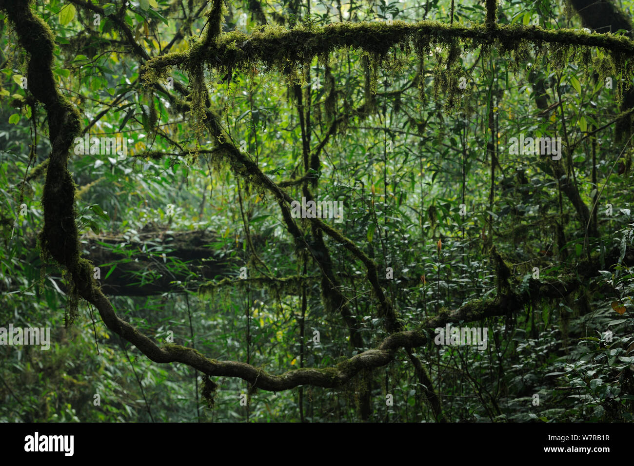 Lianas in the subtropical rainforest, Gaoligongshan NP, Yunnan province, China Stock Photo