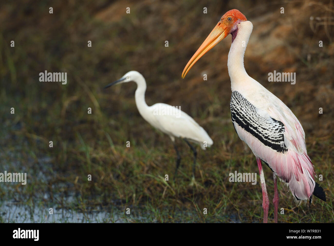 Painted storks (Mycteria leucocephala) profile, Pulicat Lake, Tamil Nadu, India, January 2013. Stock Photo