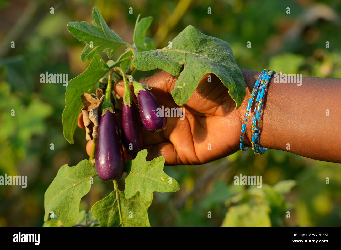 Aubergine (Solanum melongena) grown in Tongal village, Pulicat Lake, Tamil Nadu, India, January 2013. Stock Photo