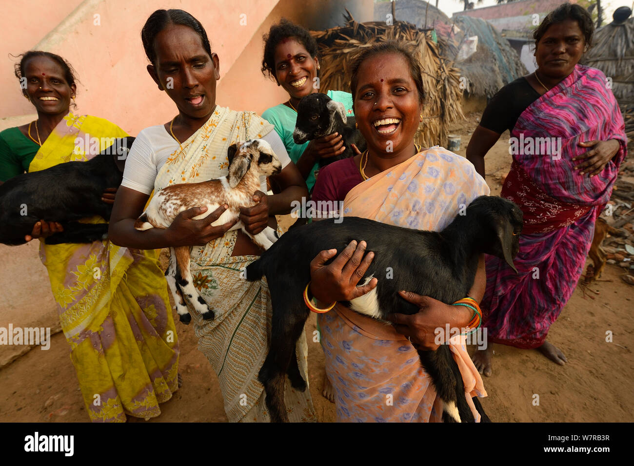 Members of the Womens' Self Help group Morning Star carrying goat children,, Pulicat Lake, Tamil Nadu, India, January 2013. Stock Photo