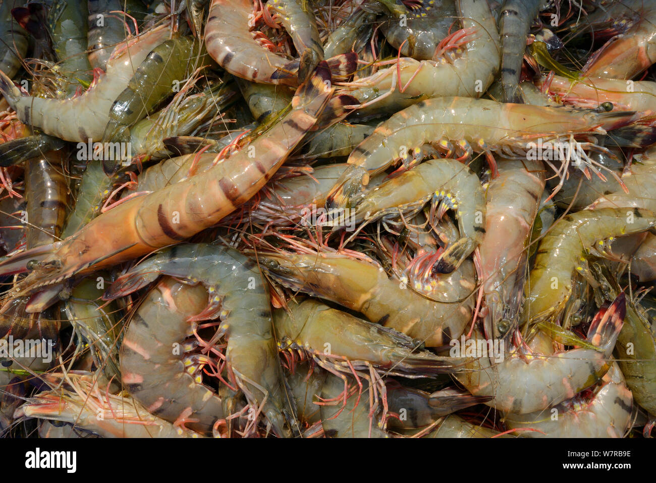Shrimps and prawns caught in Pulicat Lake, Tamil Nadu, India, January