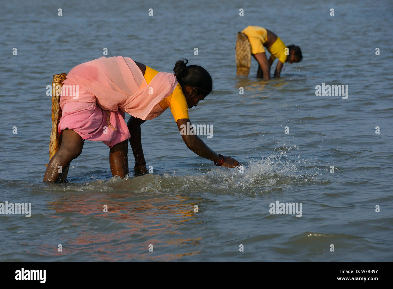 Women fishing in Pulicat Lake, Tamil Nadu, India, January 2013 Stock