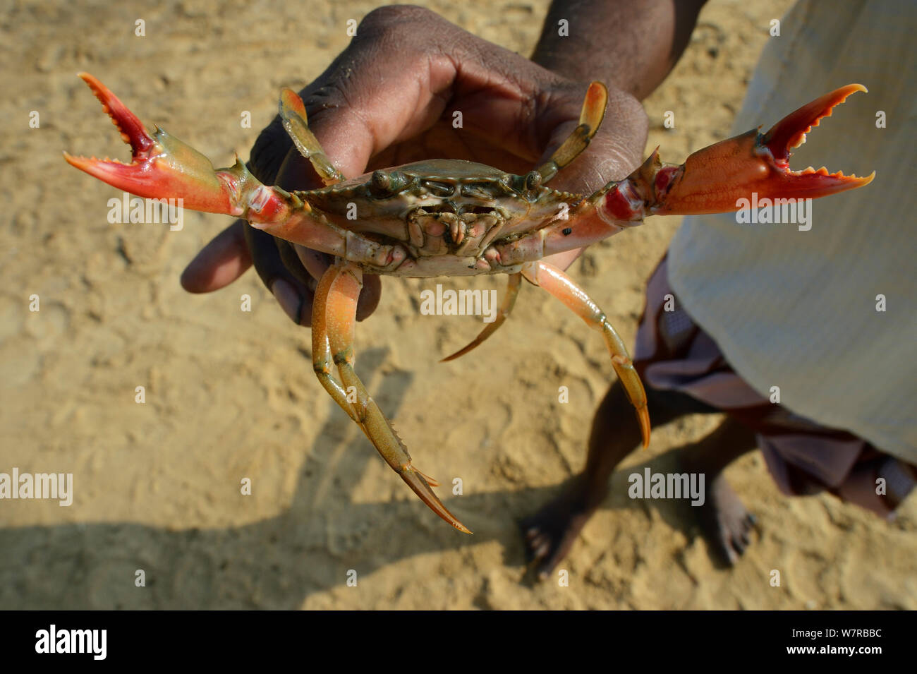 Crab (Portunus sanguinolentus) Pulicat Lake, Tamil Nadu, India, February 2013. Stock Photo