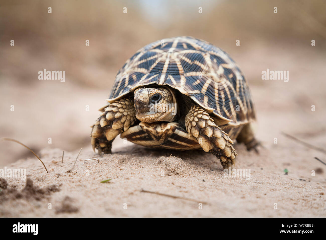 Geometric Tortoise (Psammobates geometricus) Central Kalahari Desert. Botswana. Endangered species. Stock Photo