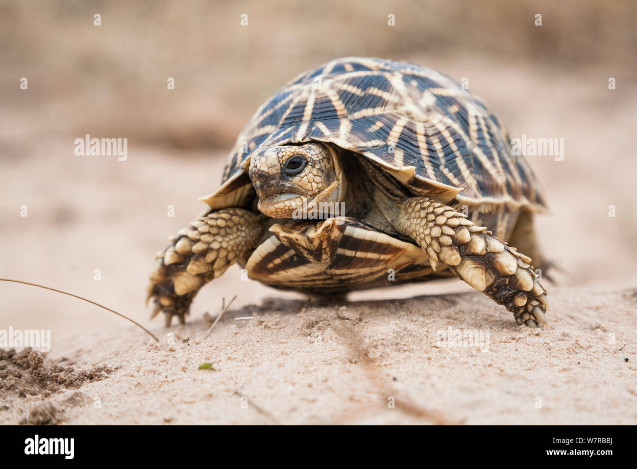 Geometric Tortoise (Psammobates geometricus) Central Kalahari Desert. Botswana. Endangered species. Stock Photo