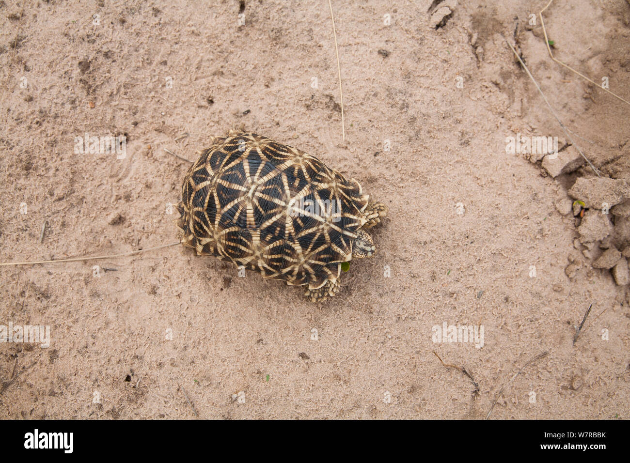 Geometric Tortoise (Psammobates geometricus) Central Kalahari Desert. Botswana. Endangered species. Stock Photo