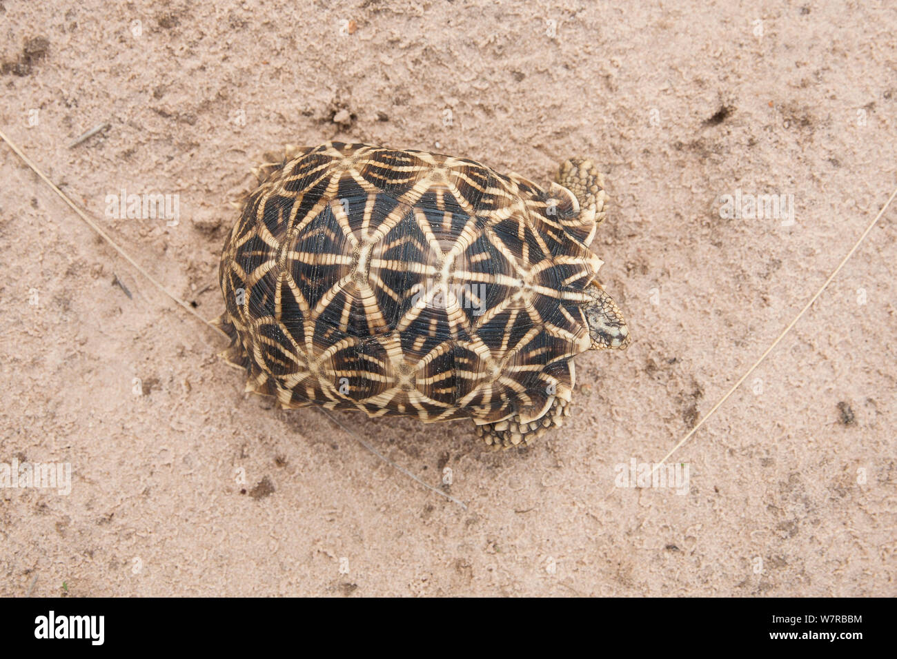 Geometric Tortoise (Psammobates geometricus) dorsal view, Central Kalahari Desert. Botswana. Endangered species. Stock Photo