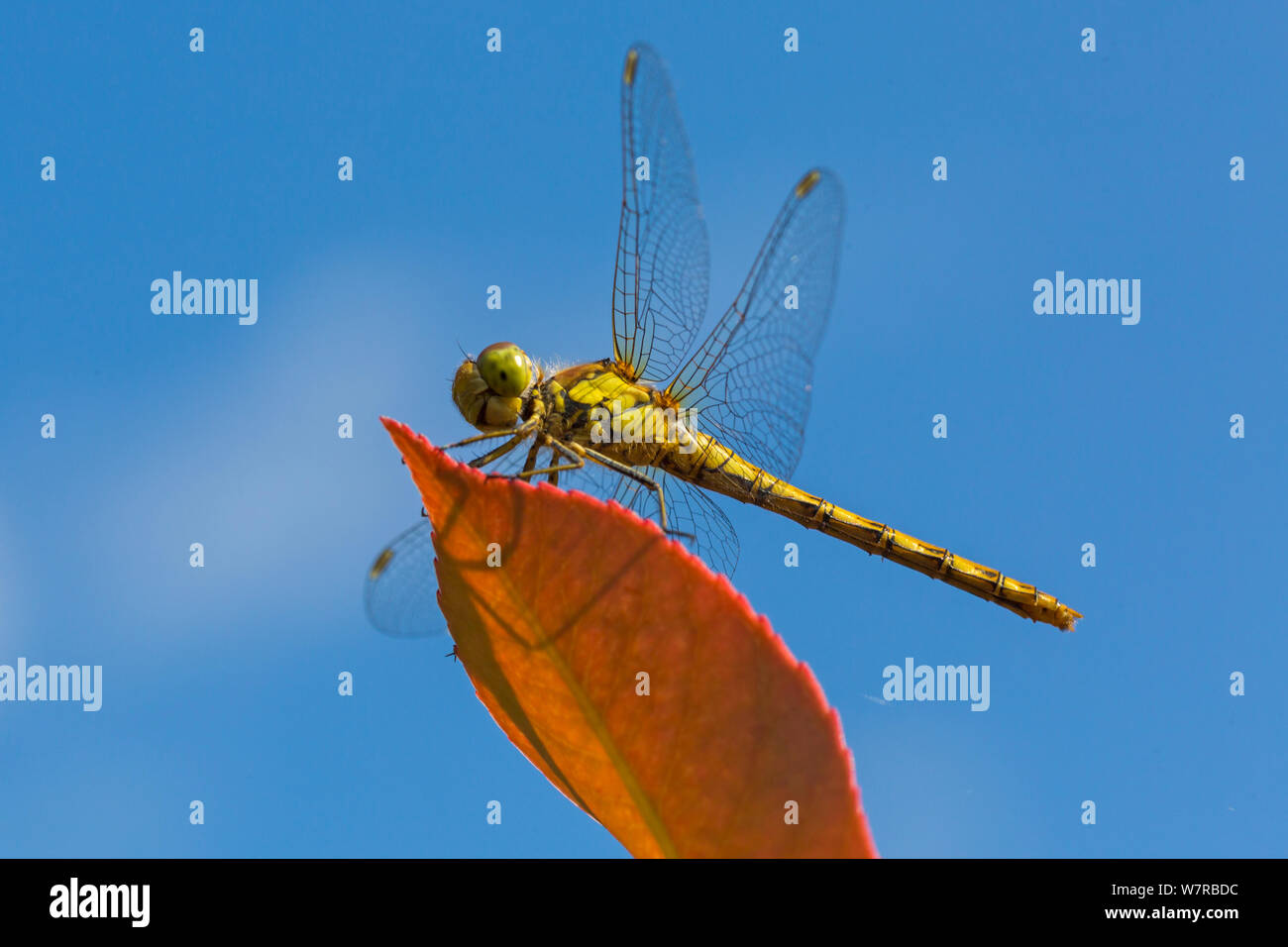 Bournemouth, Dorset UK. 7th Aug 2019. UK weather: Insects enjoy the sunshine feeding on the plants at Bournemouth.  Common Darter dragonfly, Sympetrum striolatum resting on leaf of Red Robin shrub, photinia x fraseri looking up against blue sky. Credit: Carolyn Jenkins/Alamy Live News Stock Photo
