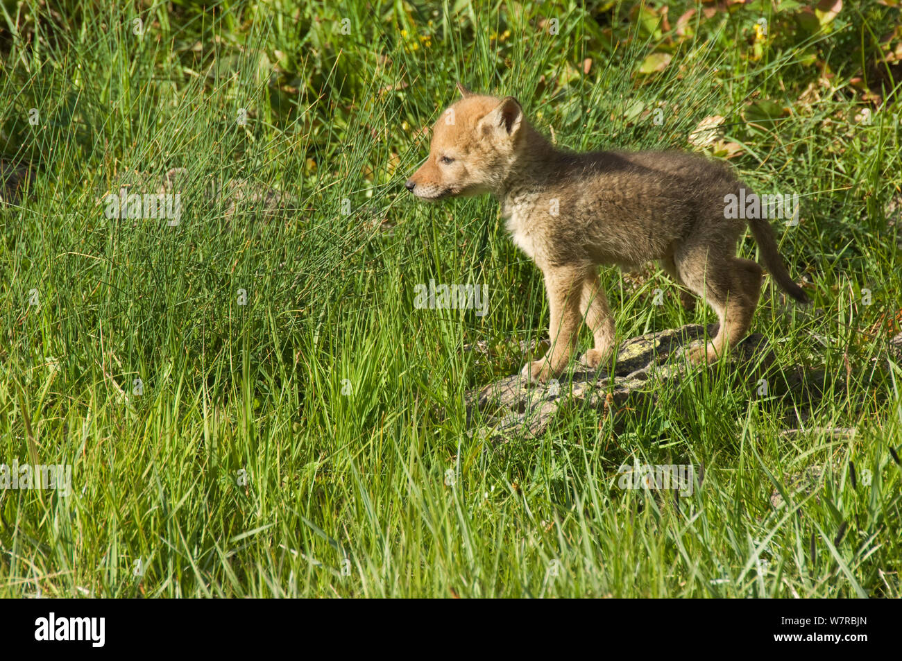 Coyote (Canis latrans) pup standing in grass, Yellowstone National Park, Wyoming, USA. June. Stock Photo