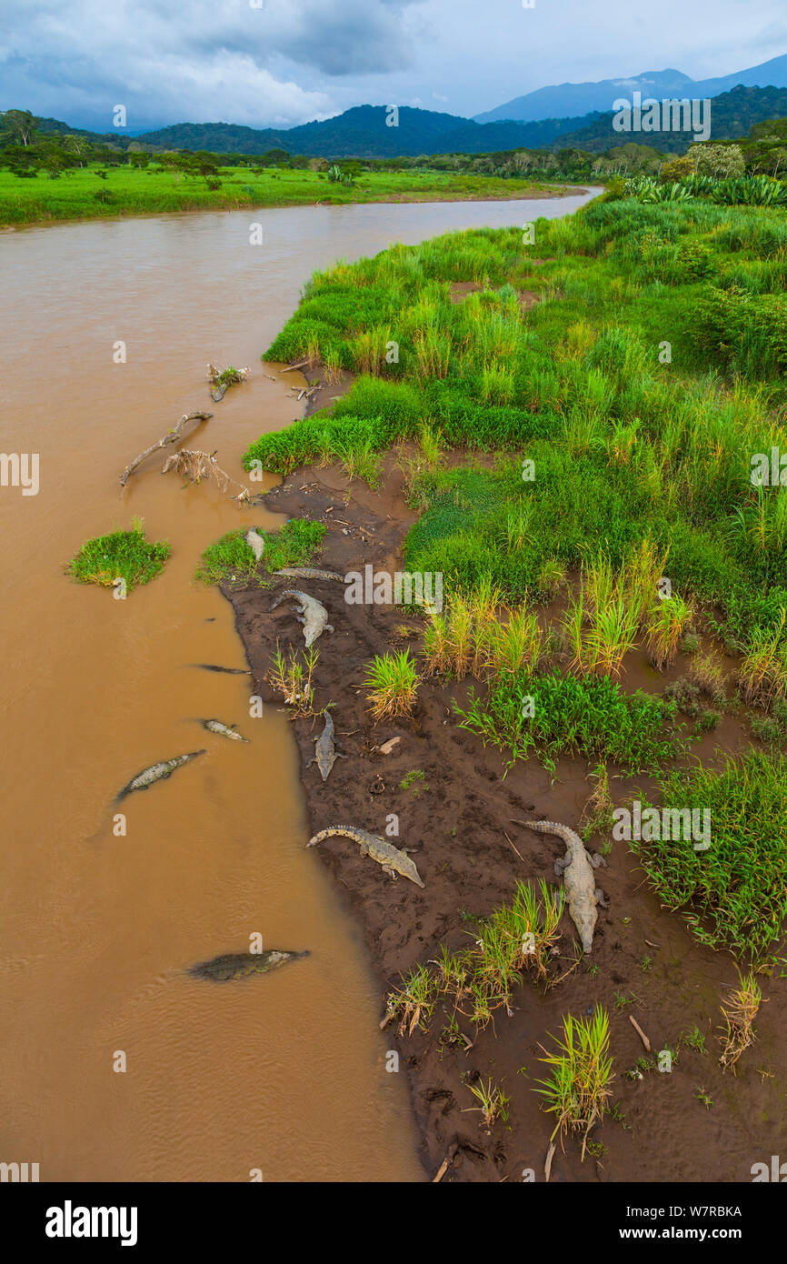 American crocodiles (Crocodylus acutus) Savegre River Valley, Talamanca range, Costa Rica Stock Photo