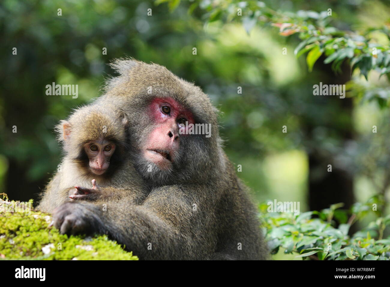 Yaku-shima macaque (Macaca fuscata yakui) dominant female with baby, Yakushima UNESCO World Heritage Site, Kagoshima, Japan, September Stock Photo