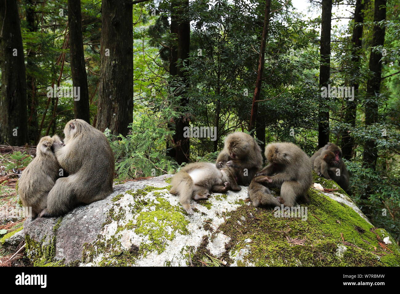 Yaku-shima macaques (Macaca fuscata yakui) grooming each other, Yakushima UNESCO World Heritage Site, Kagoshima, Japan, September Stock Photo