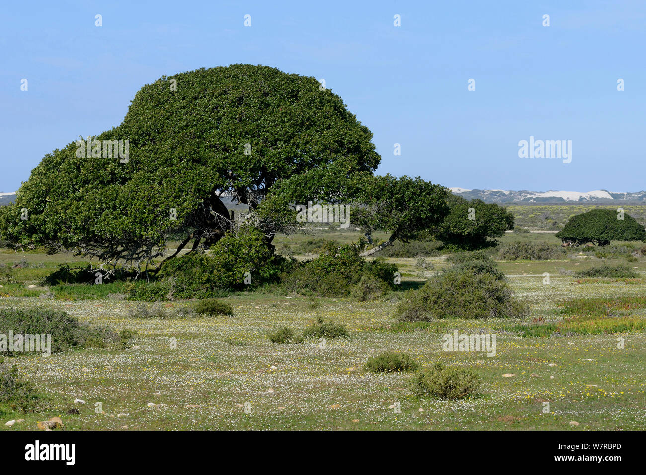Milkwood trees (Sideroxylon inerme) & carpet of Rankmagrait (Osteospermum fruticosum) in grassland / fynbos. DeHoop Nat reserve, Western Cape, South Africa. Stock Photo