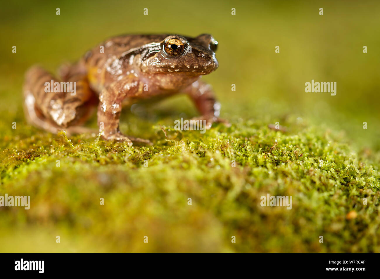 Ground frog (Eupsophus septentrionalis) on moss, Chile Stock Photo