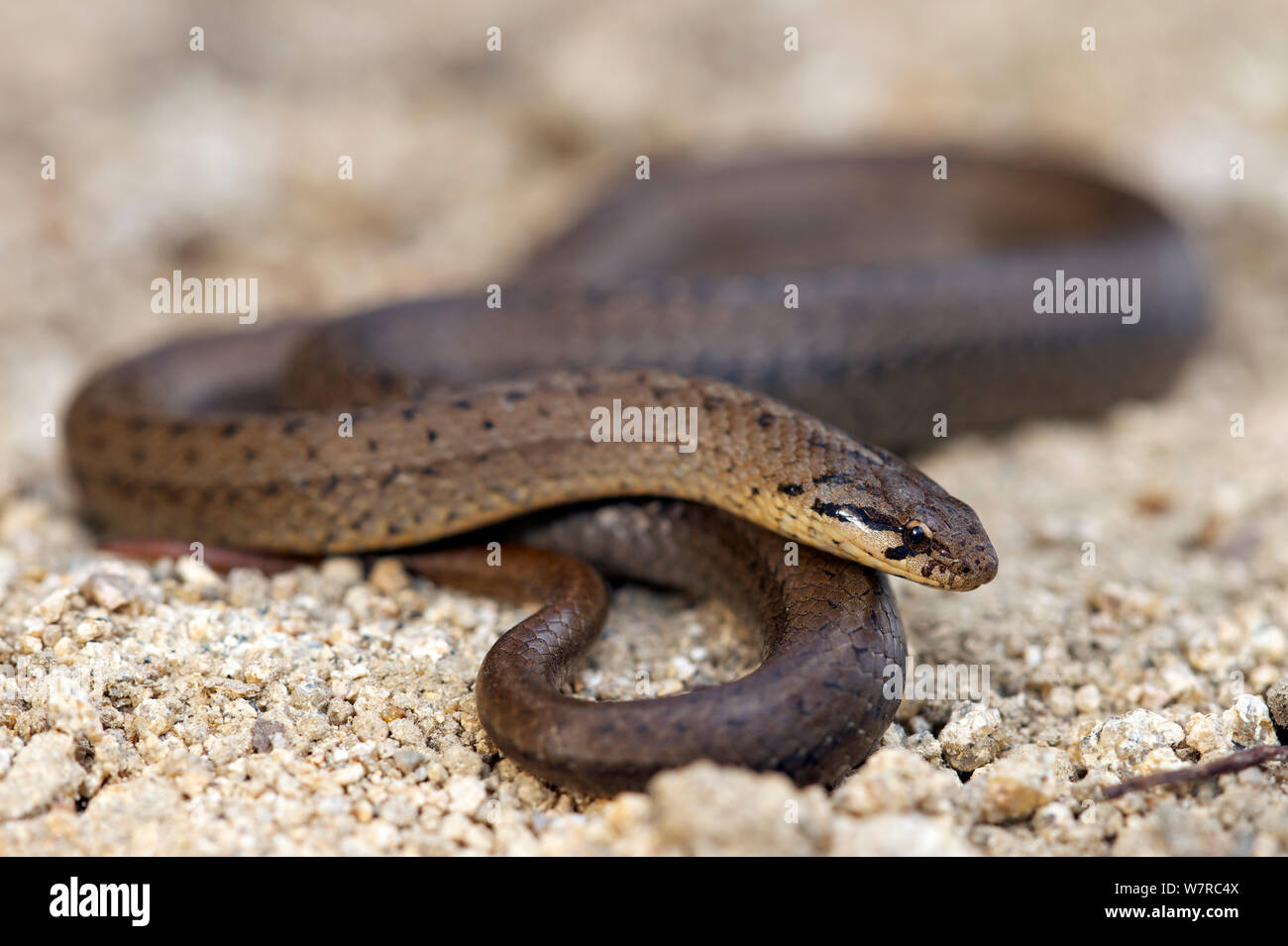 Chilean slender snake (Tachymenis chilensis) Chile, December Stock Photo