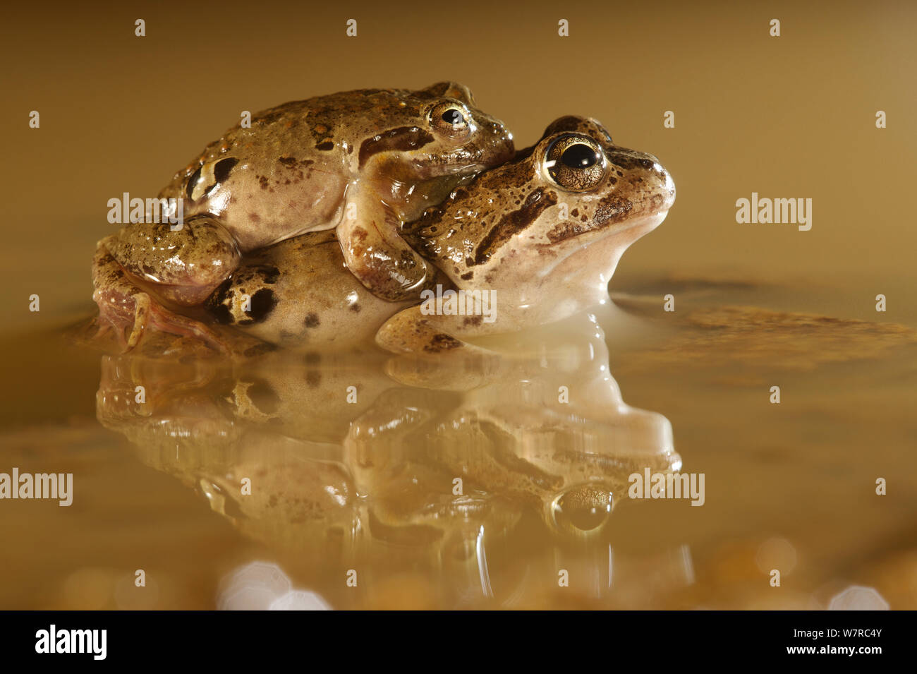 Chile Four-eyed Frog (Pleurodema thaul) in amplexus, Chile, December Stock Photo