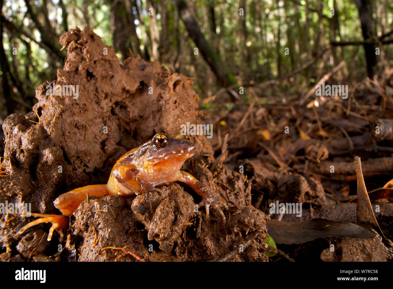 Rosy Ground Frog (Eupsophus roseus) climbing out of mud hole in forest, Chile, December Stock Photo