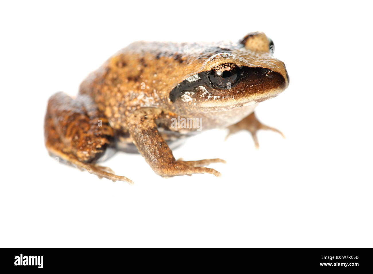 Vanzolini's Spiny-chest Frog (Alsodes vanzolinii) on white background, endemic to the Nahuelbuta mountain range, Chile, December, controlled conditions. Critically Endangered species Stock Photo
