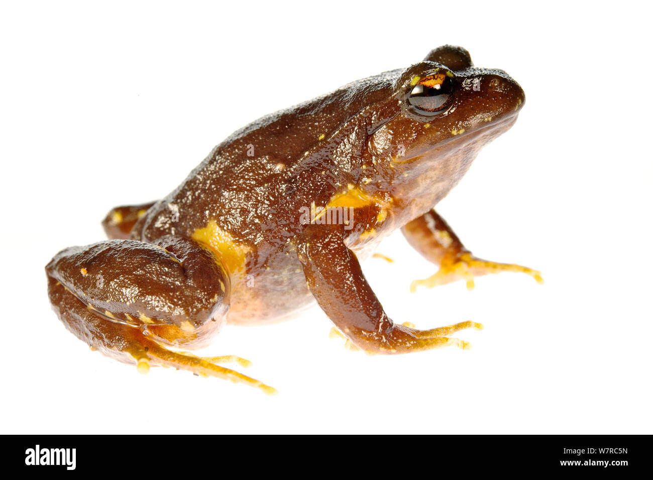 natural earth sandals