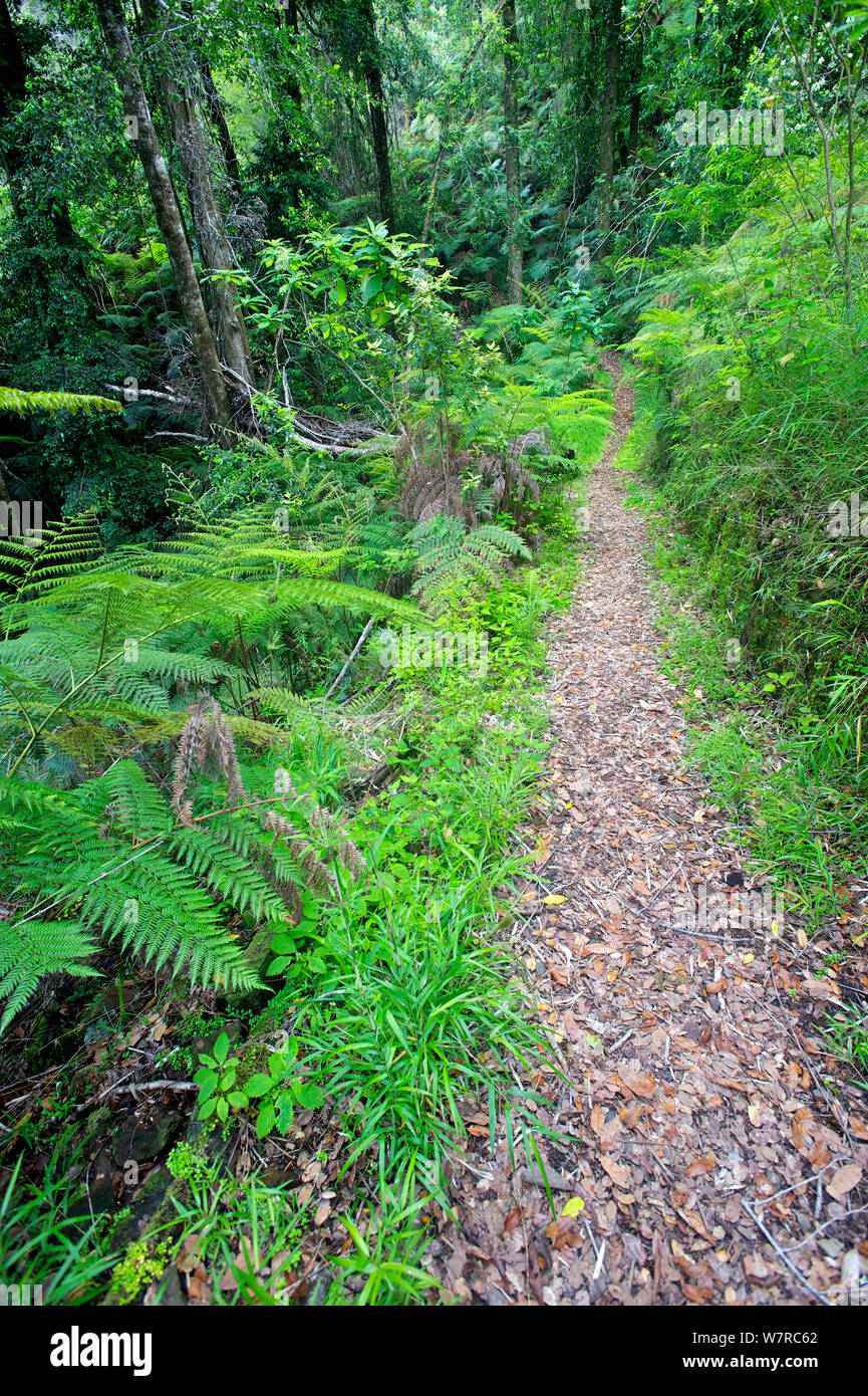 Hiking trail through native forest, Contulmo Natural Monument, Chile, December 2012 Stock Photo