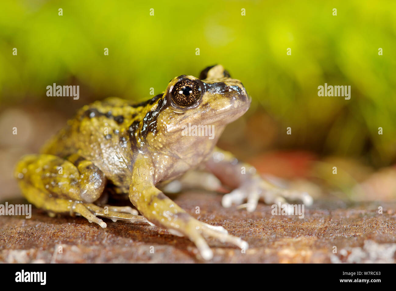 Cabreria Spiny-chest Frog (Alsodes barrioi) Nahuelbuta National Park, Chile, December. Vulnerable species Stock Photo