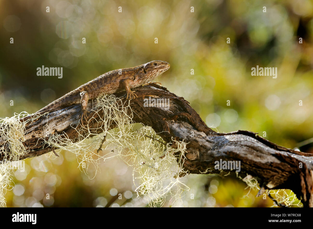 Chilean Tree Iguana (Liolaemus chiliensis) basking on a branch with lichens, Nahuelbuta National Park, Chile, December Stock Photo