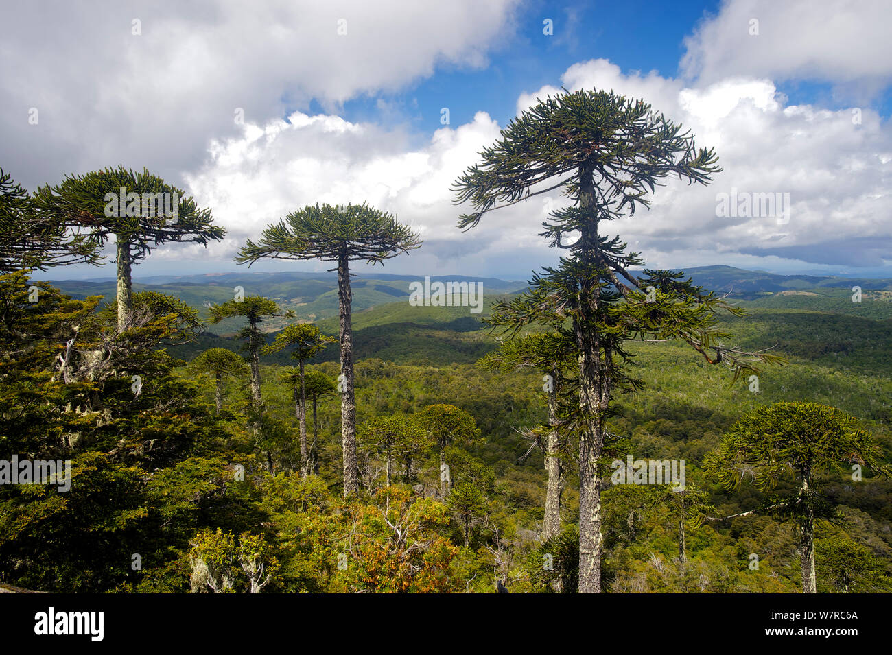 Nahuelbuta National Park and the Araucaria trees