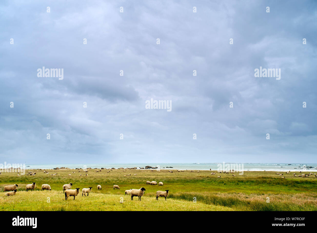 Grazing sheep with storm clouds approaching, Mocha Island, Chile, December 2012 Stock Photo