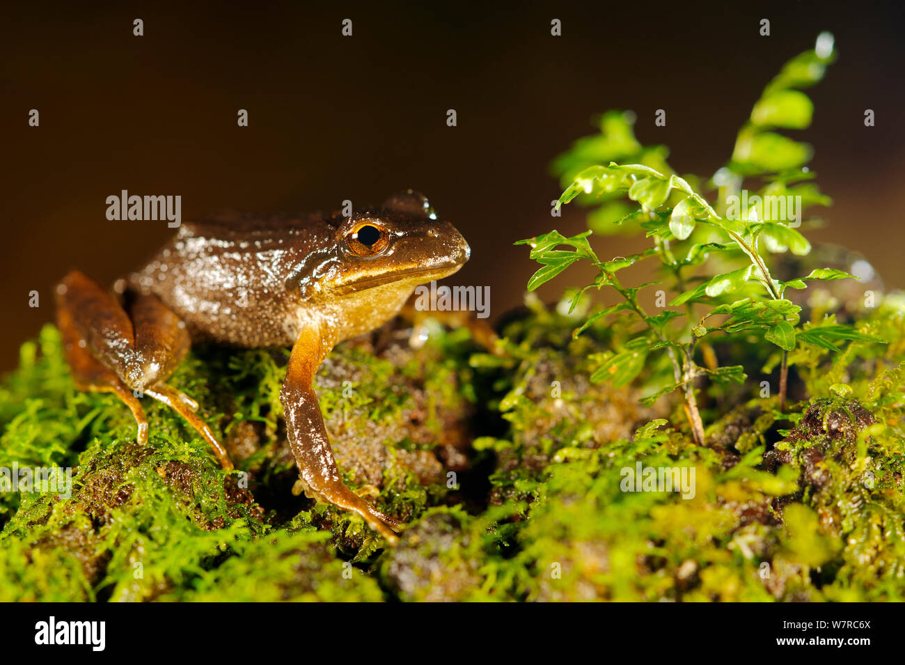 Banded Wood Frog (Batrachyla taeniata) Mocha Island, Chile, December Stock Photo Alamy