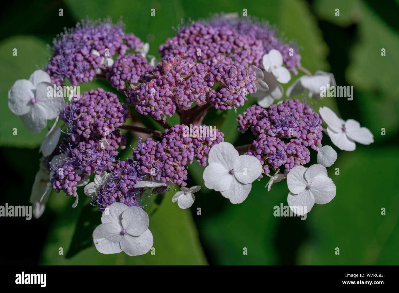close up of a blooming purple Hydrangea sargentiana Stock Photo
