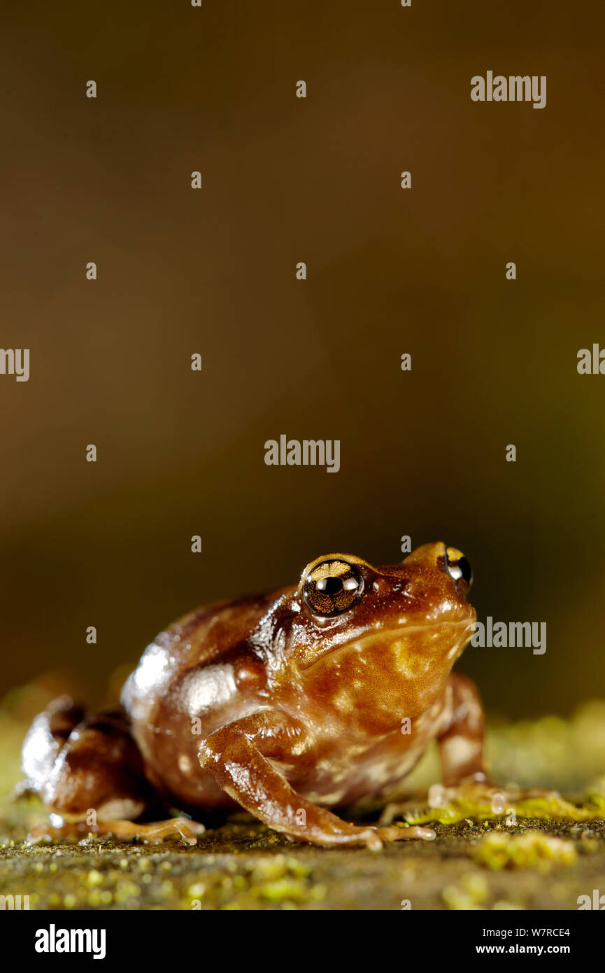 Miguel's Ground Frog (Eupsophus migueli) Mehuin, Chile, December, Endangered Species Stock Photo
