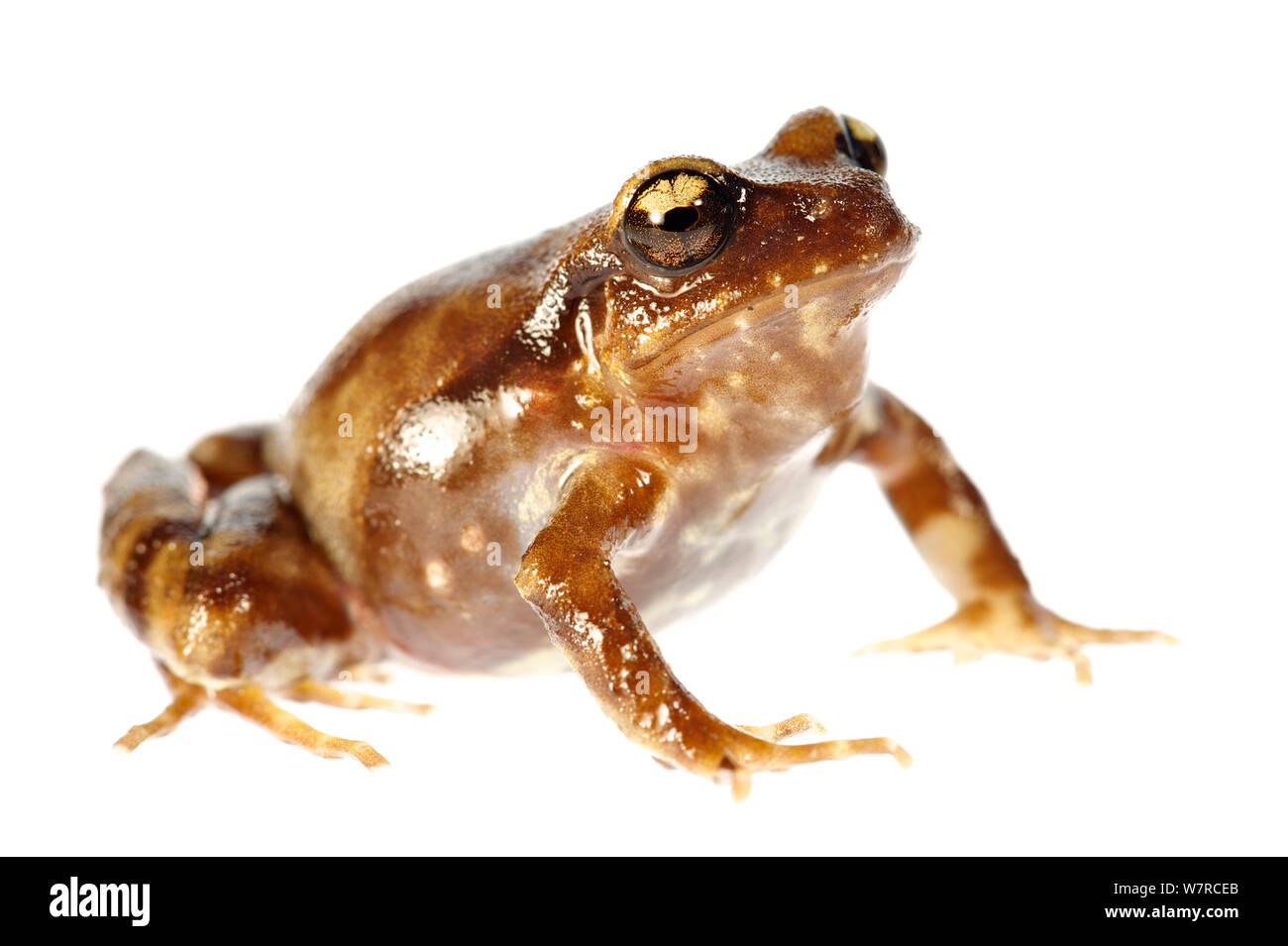 Miguel's Ground Frog (Eupsophus migueli) Mehuin, Chile, December, white background, controlled conditions, Endangered Species Stock Photo