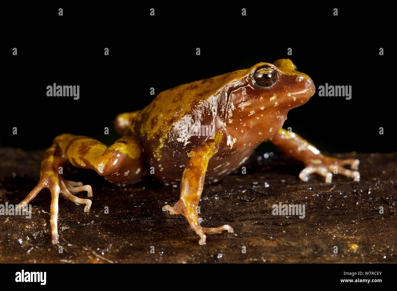 Miguel's Ground Frog (Eupsophus migueli) Mehuin, Chile, December, Endangered Species Stock Photo