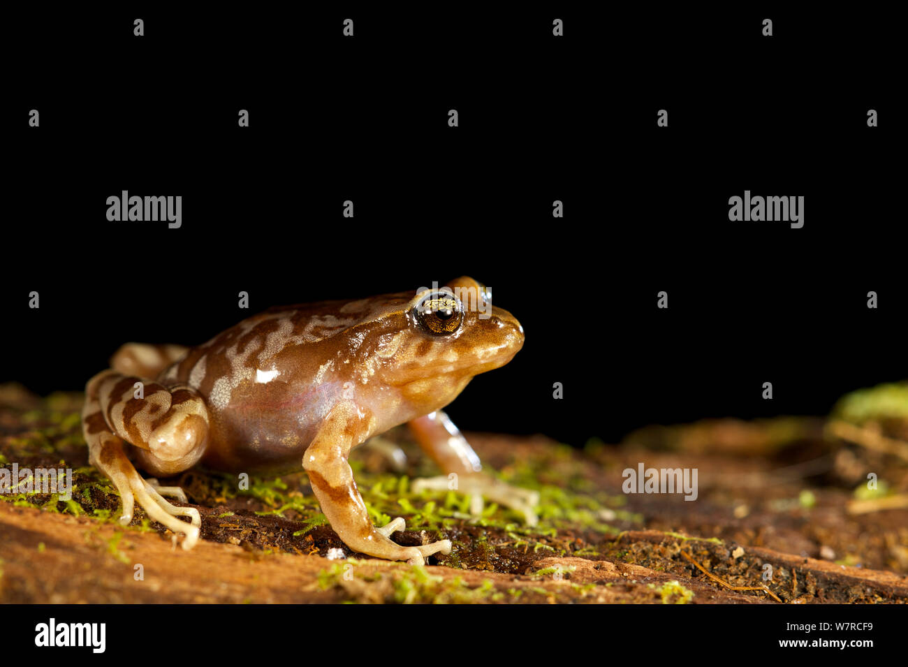 Oncol's Ground Frog (Eupsophus altor) Newly described to science in 2012, Oncol Park,Chile, Stock Photo