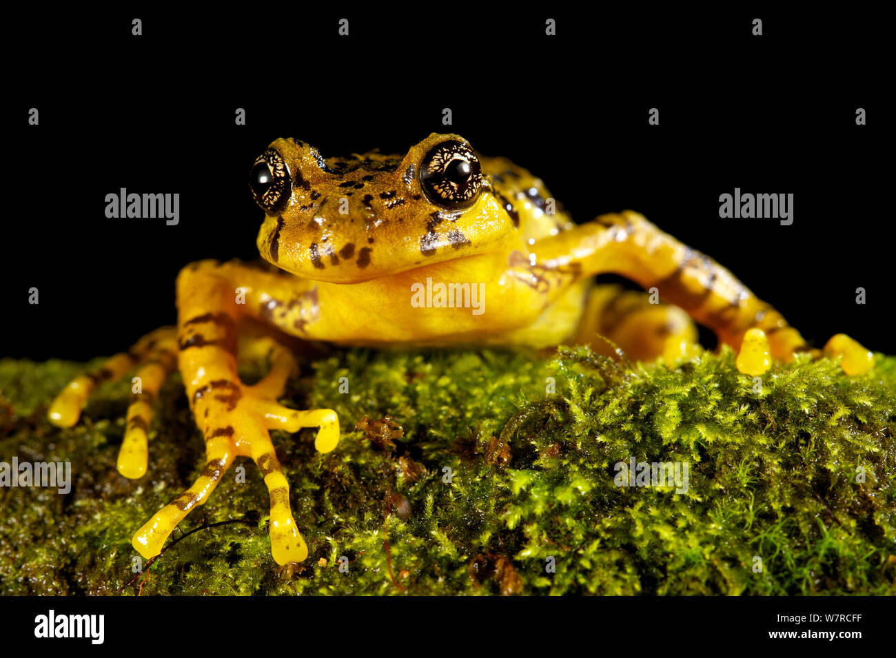 Marbled Wood Frog (Batrachyla antartandica) Parc Oncol, Chile, January Stock Photo